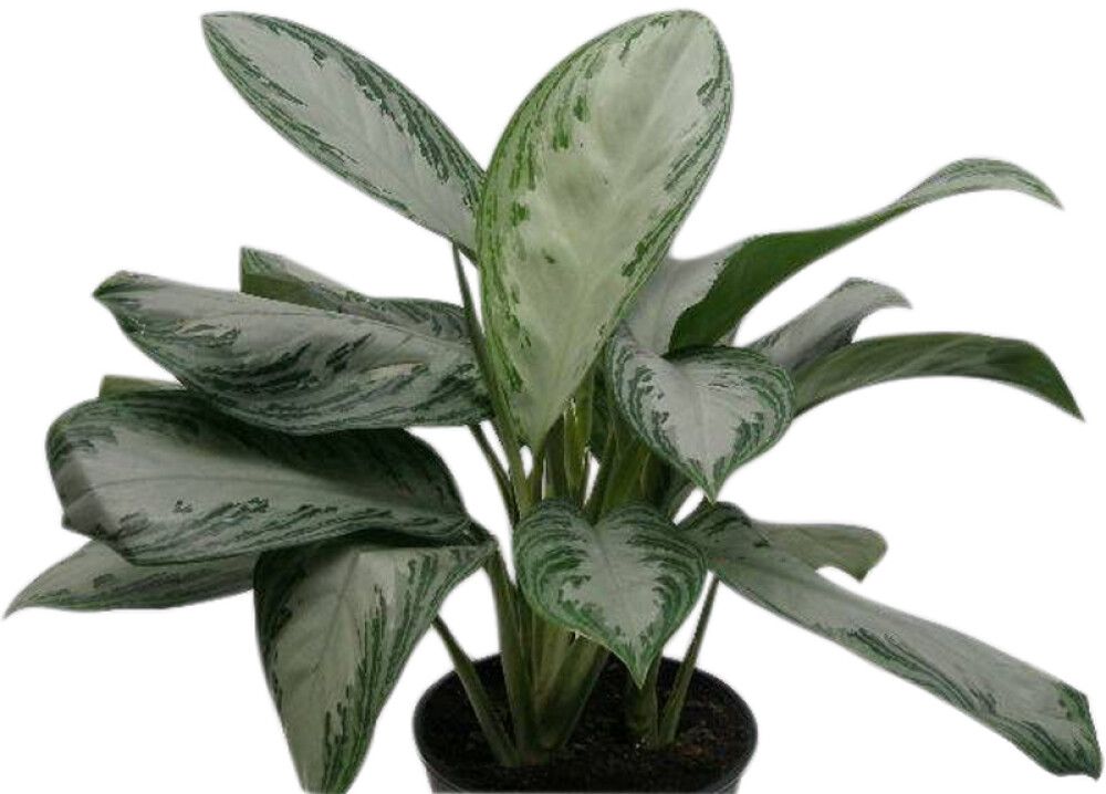 Laikkuvehka Aglaonema Commutatum P21
