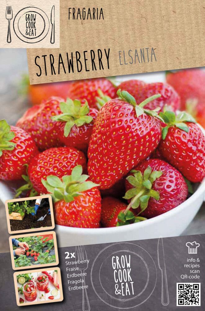 Mansikka Kapiteyn Elsanta 2 kpl