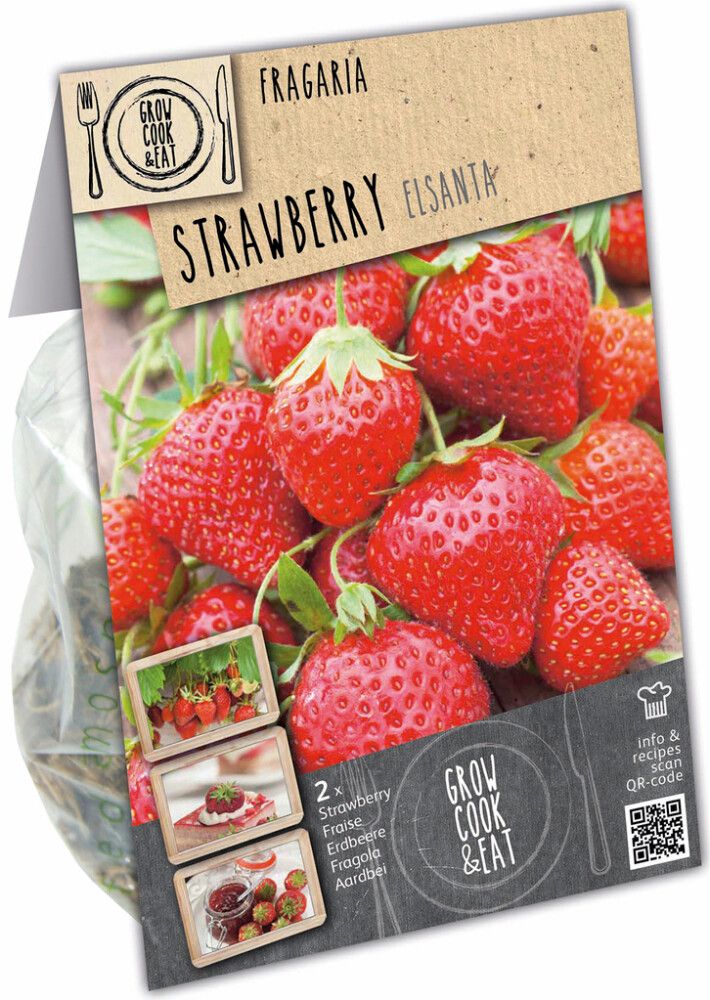 Mansikka Kapiteyn Elsanta 2 kpl