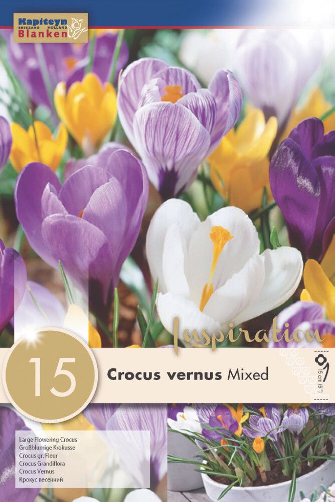Syyskukkasipuli Krookus Vernus Mix 15 kpl