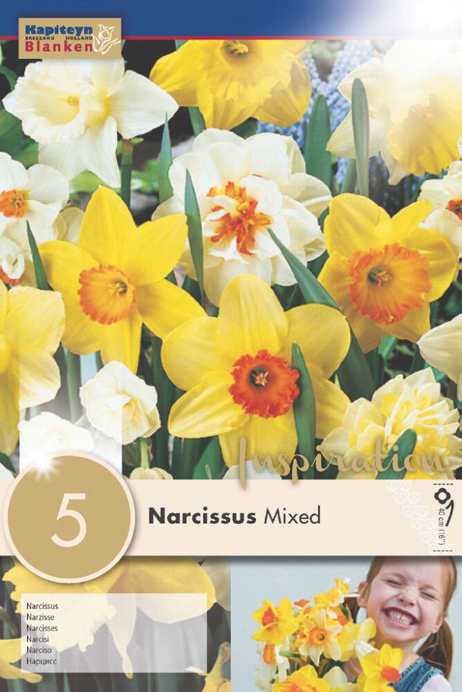 Syyskukkasipuli Narsissi Mix 5 kpl