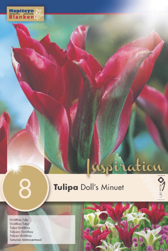 Syyskukkasipuli Tulppaani Viridiflora Doll's Minuet 8 kpl