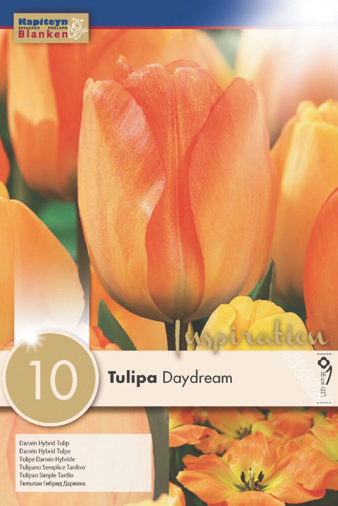 Syyskukkasipuli Tulppaani Darwin Hybrid Daydream 10 kpl