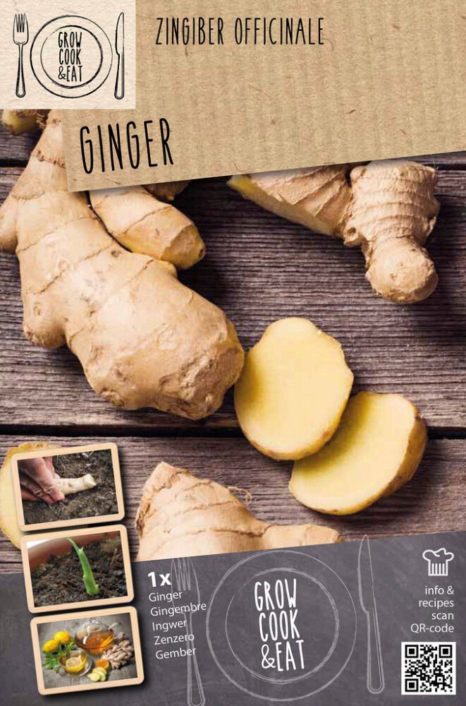 Inkivääri Kapiteyn Zingiber Officinale 1 kpl