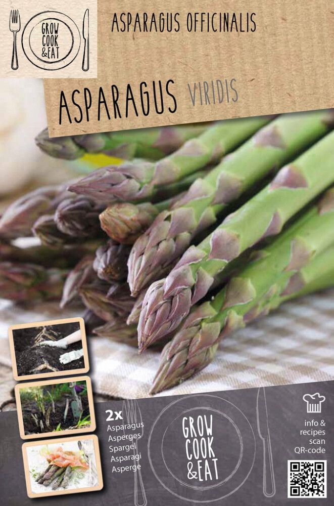 Parsa Kapiteyn Asparagus Viridis 2 kpl