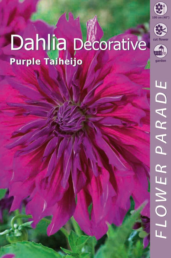 Kevätkukkasipuli Kapiteyn Dahlia Decorative Purple 1 kpl