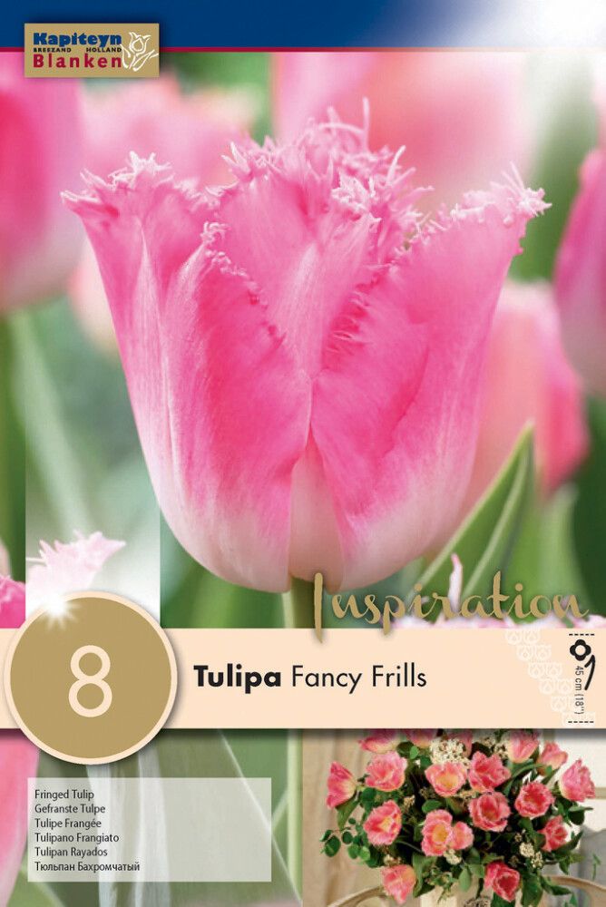 Syyskukkasipuli Tulppaani Fancy Frills 8 kpl
