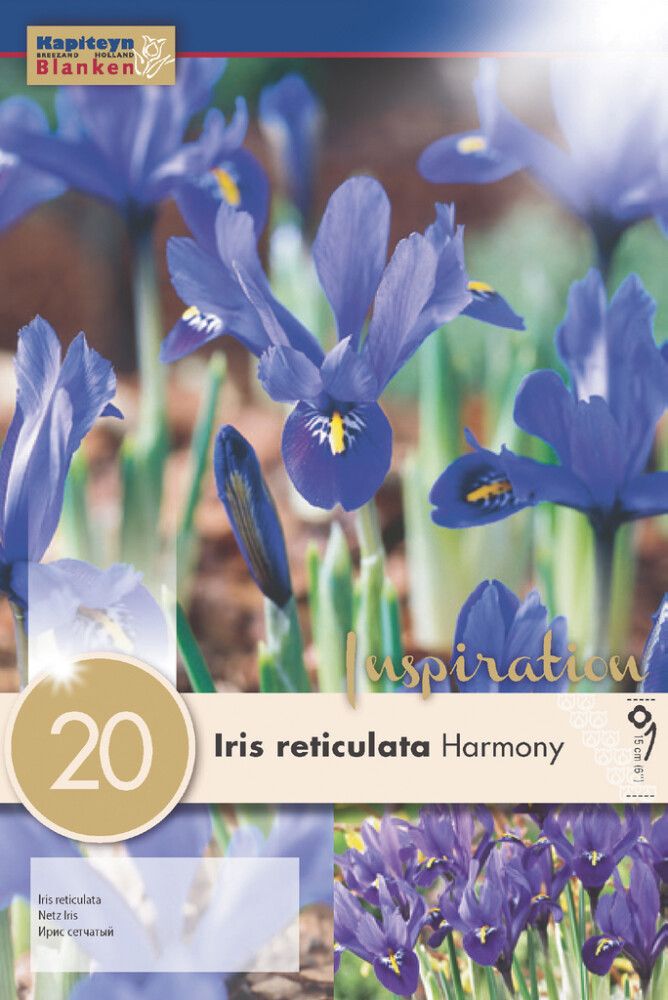 Syyskukkasipuli Kevätkurjenmiekka Iris Reticulata 20 kpl