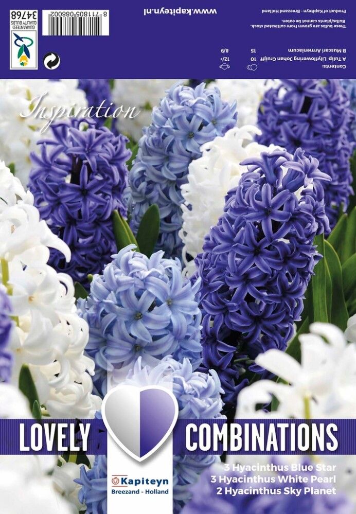 Kevätkukkasipuli Hyasintti Ocean Blend 8 kpl