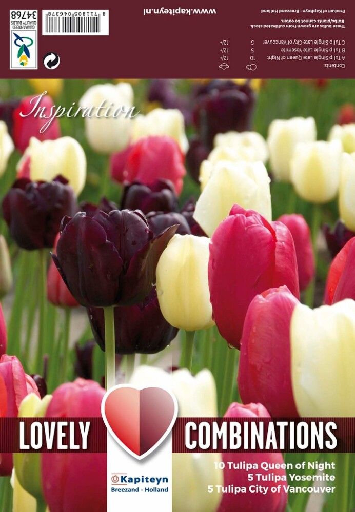 Kevätkukkasipuli Tulppaani Late Black Pink White 20 kpl