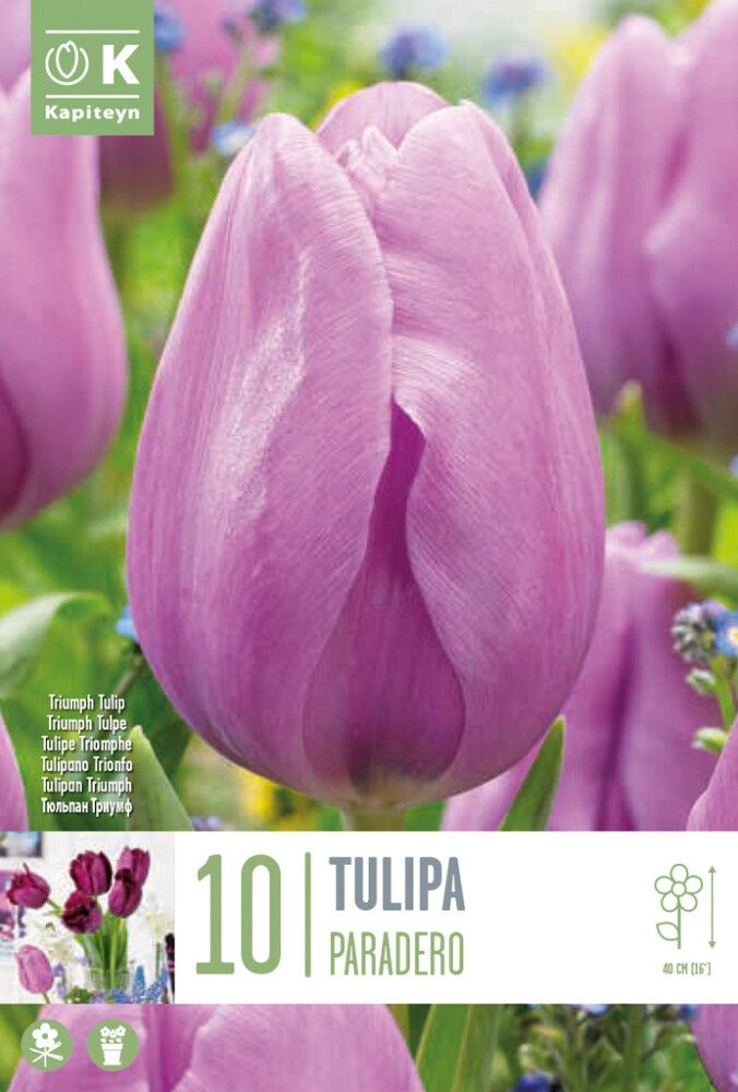 Syyskukkasipuli Tulppaani Paradero 10 kpl