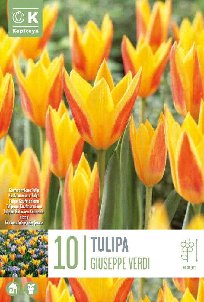 Syyskukkasipuli Tulppaani Giuseppe Verdi 10 kpl