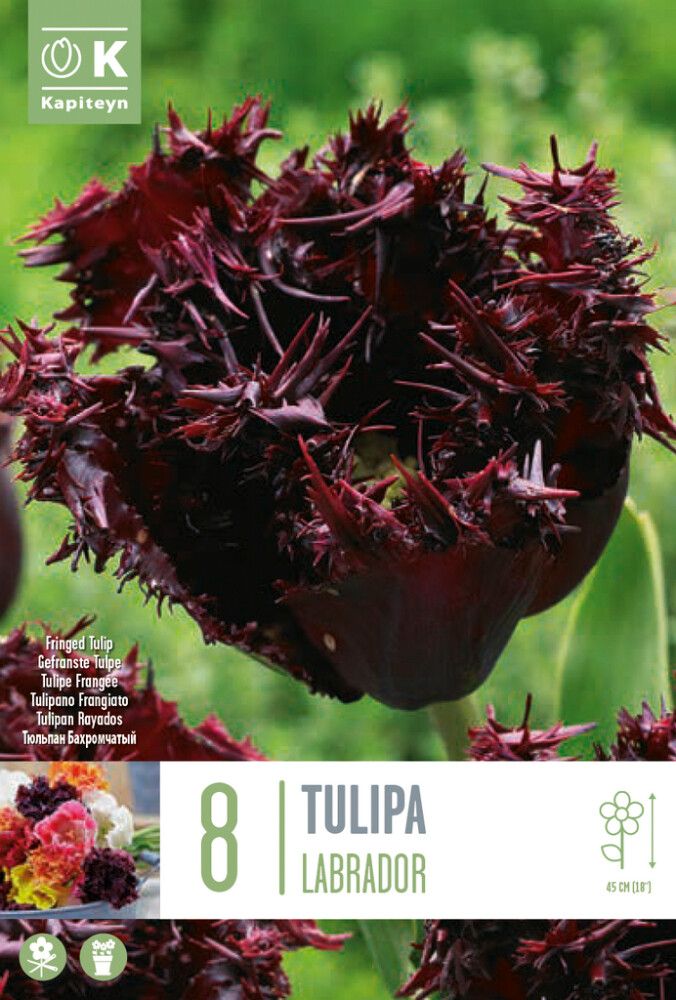 Syyskukkasipuli Tulppaani Labrador 8 kpl