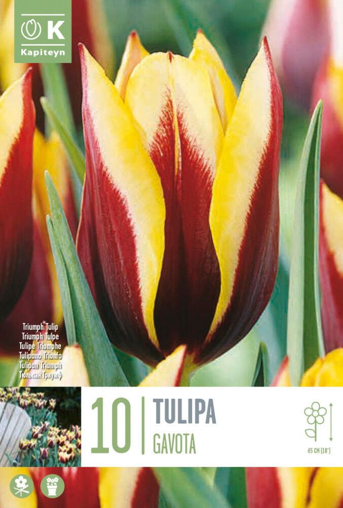 Syyskukkasipuli Tulppaani Gavota 10 kpl