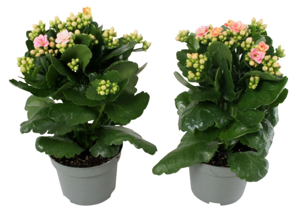 Tulilatva Kalanchoe blossfeldiana Ø 10,5 cm