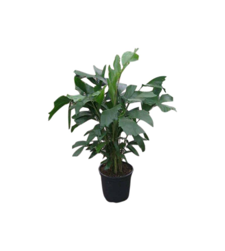 Burmaneväpalmu Caryota Mitis P27