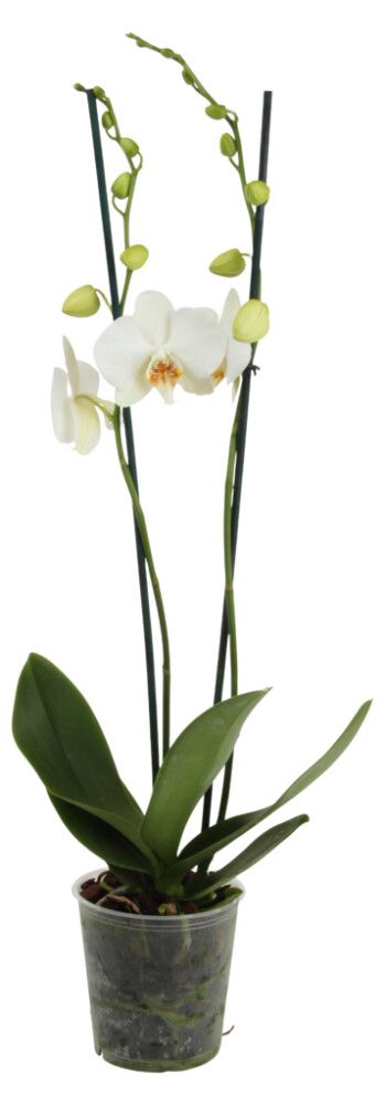 Perhoskämmekkä Phalaenopsis Hybrid 2-vanainen valkoinen P10,5