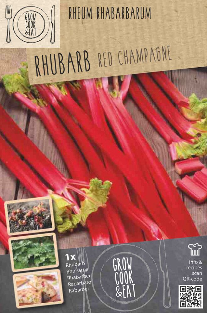 Raparperi Kapiteyn Champagne 1 kpl