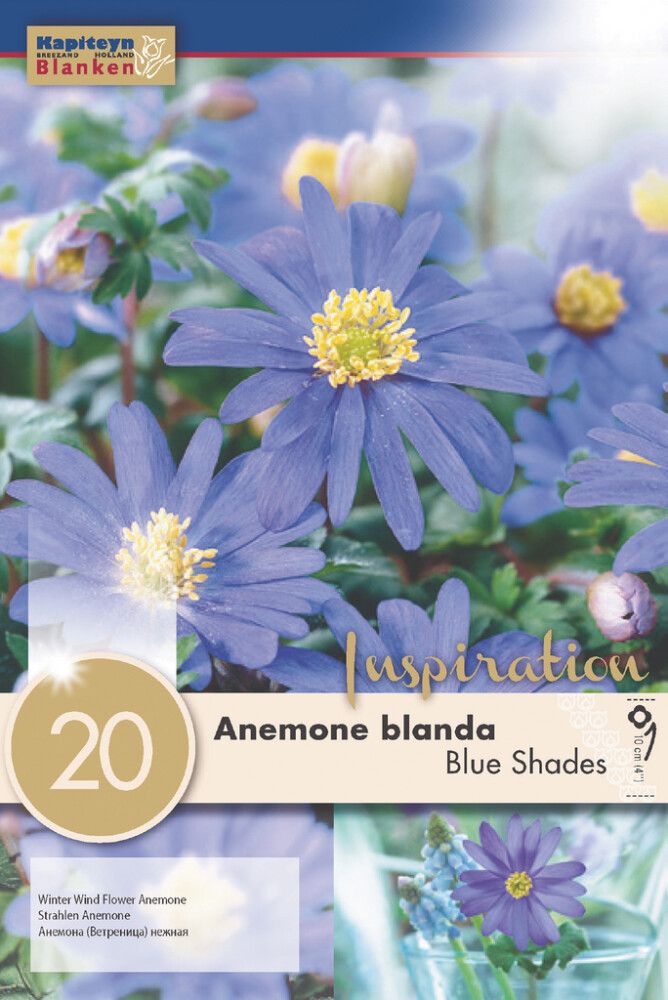 Syyskukkasipuli Balkaninvuokko Anemone Blanda Blue Shades 20 kpl