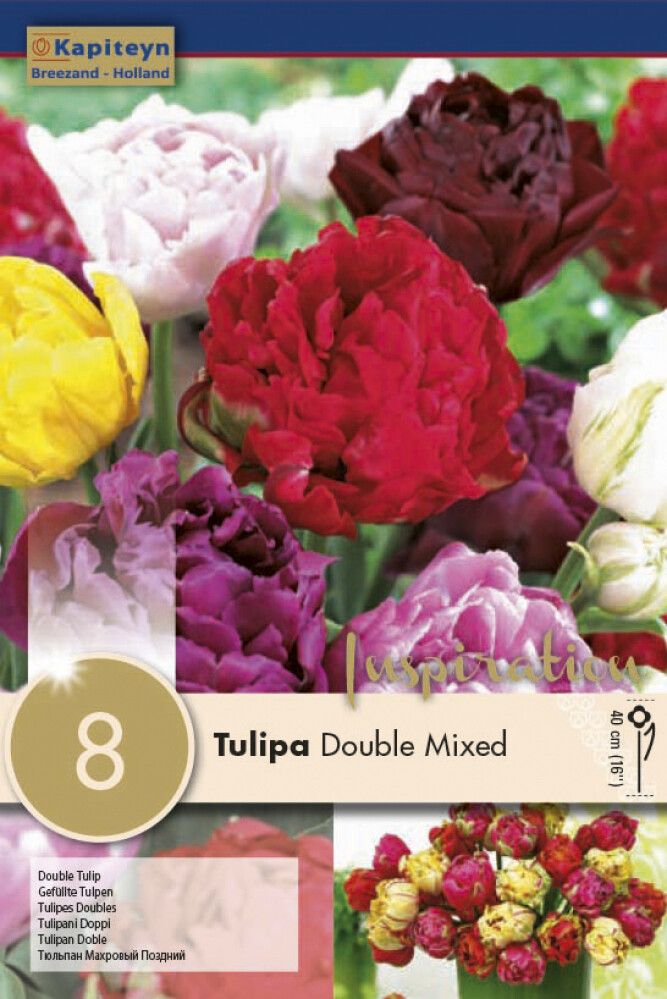 Syyskukkasipuli Tulppaani Double Mix 8 kpl
