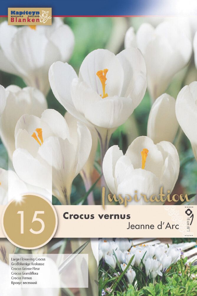 Syyskukkasipuli Kapiteyn Krookus Vernus Jeanne d' Arc 15 kpl