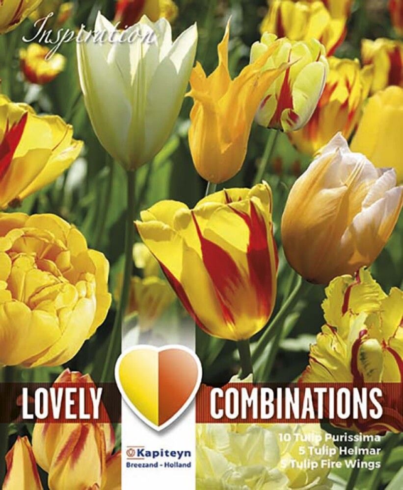 Kevätkukkasipuli Tulppaani Sunny Delight Blend 15 kpl