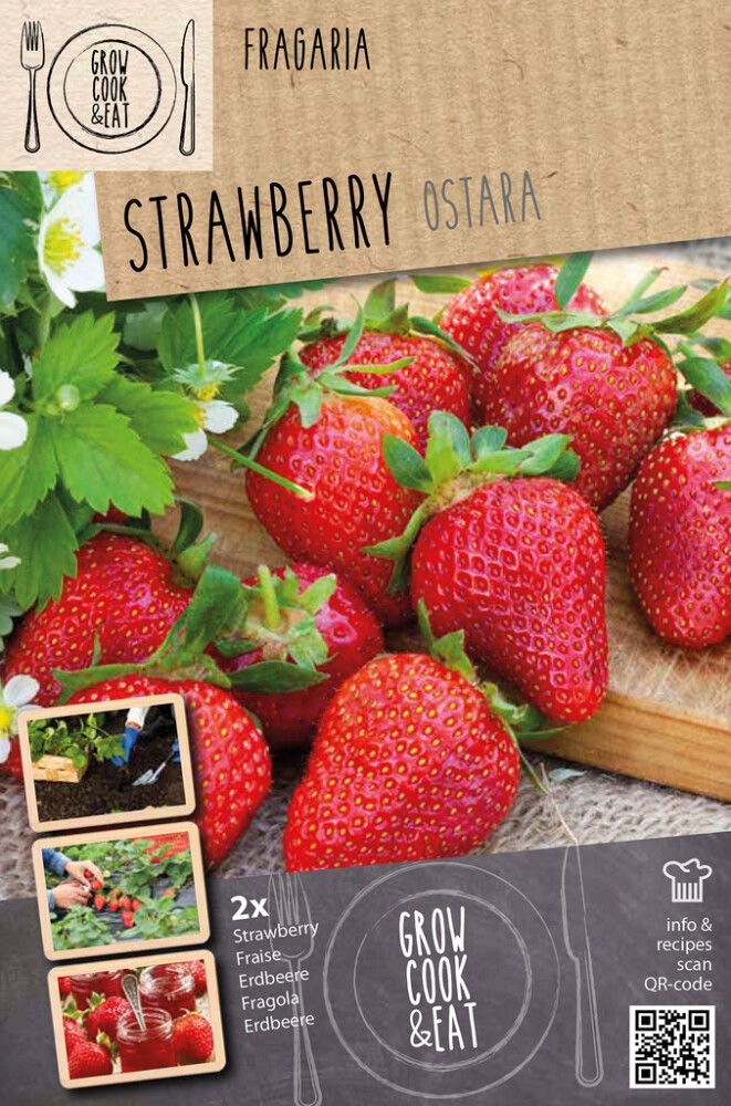 Mansikka Kapiteyn Ostara 2 kpl