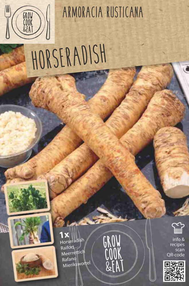 Piparjuuri Kapiteyn Armoracia Rusticana 1 kpl