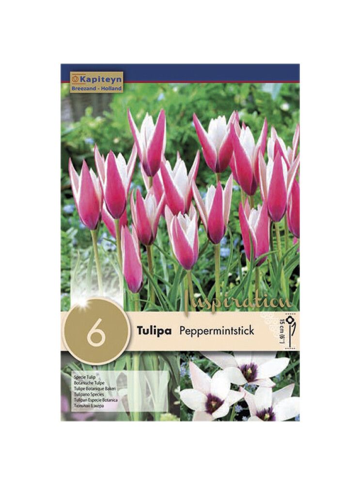 Syyskukkasipuli Tulppaani Peppermintstick 6 kpl