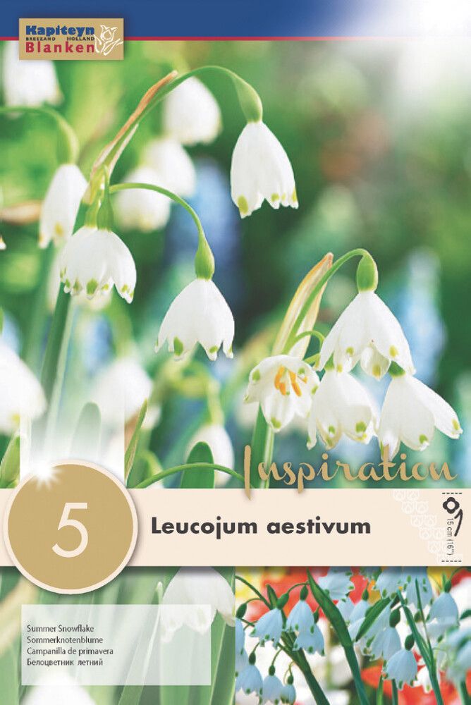 Syyskukkasipuli Kesälumipisara Leucojum Aestivum 5 kpl