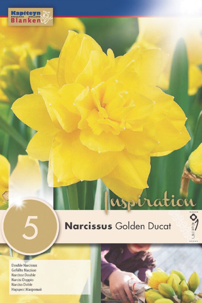 Syyskukkasipuli Narsissi Golden Ducat 5 kpl