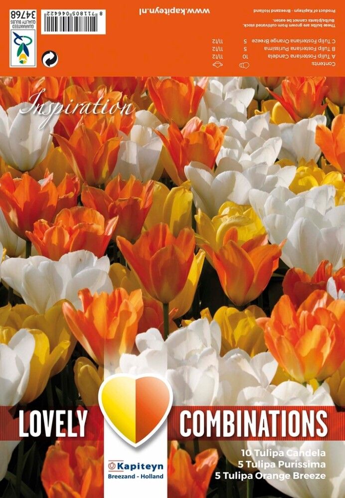 Kevätkukkasipuli Tulppaani White Yellow Orange 20 kpl