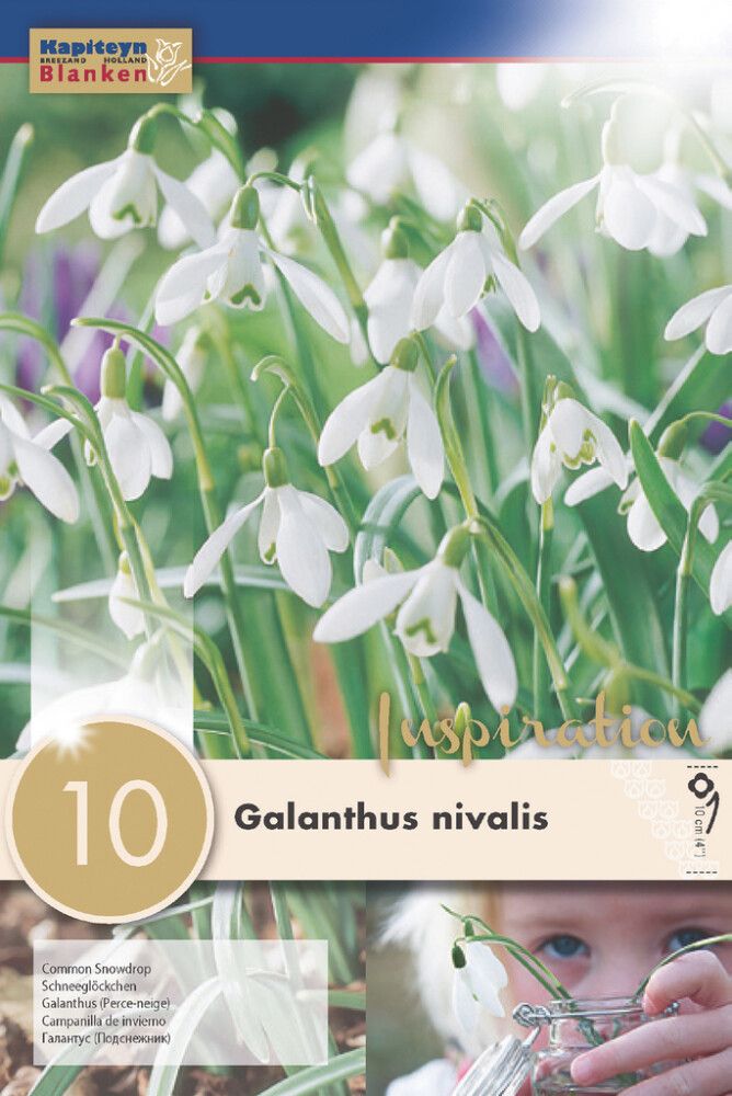Syyskukkasipuli Lumikello Galanthus Nivalis 10 kpl