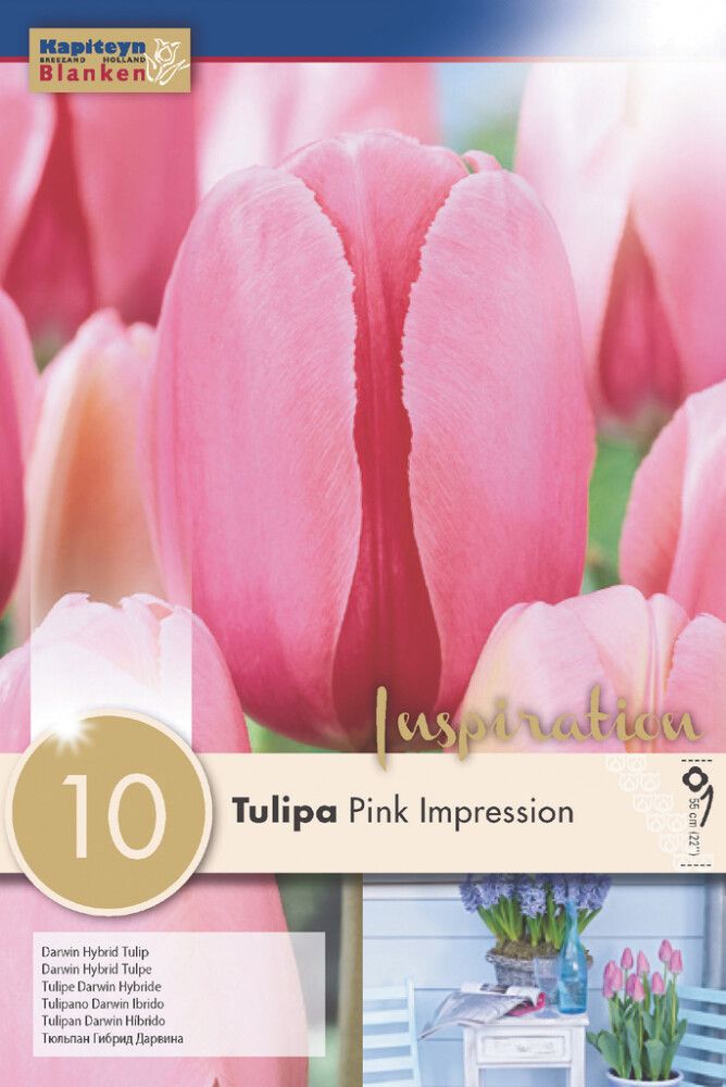 Syyskukkasipuli Tulppaani Pink Impression 10 kpl
