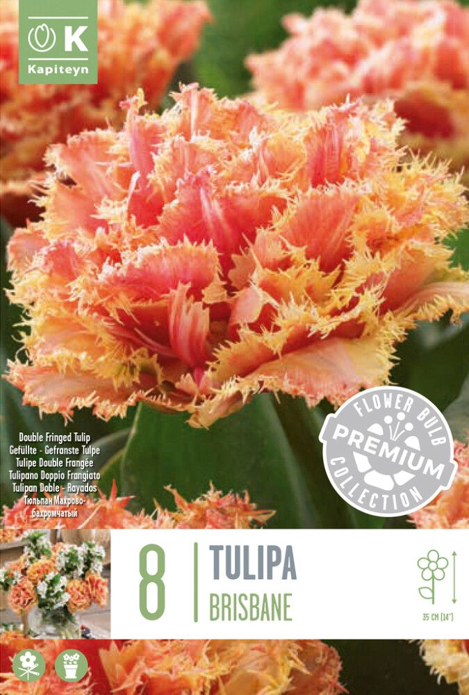 Syyskukkasipuli Tulppaani Premium Brisbane 8 kpl