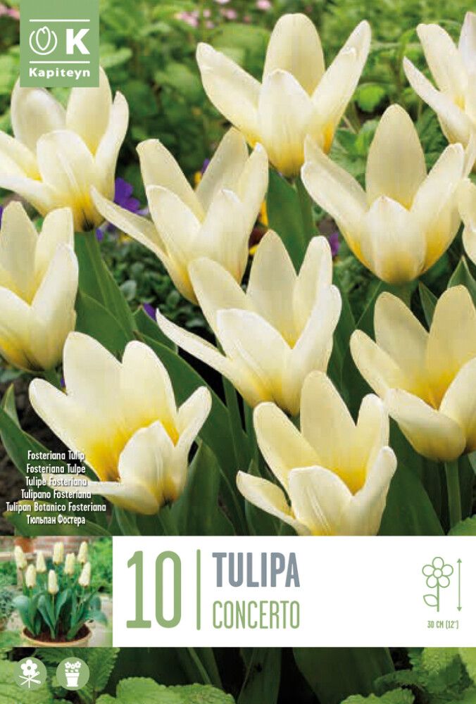 Syyskukkasipuli Tulppaani Concerto 10 kpl