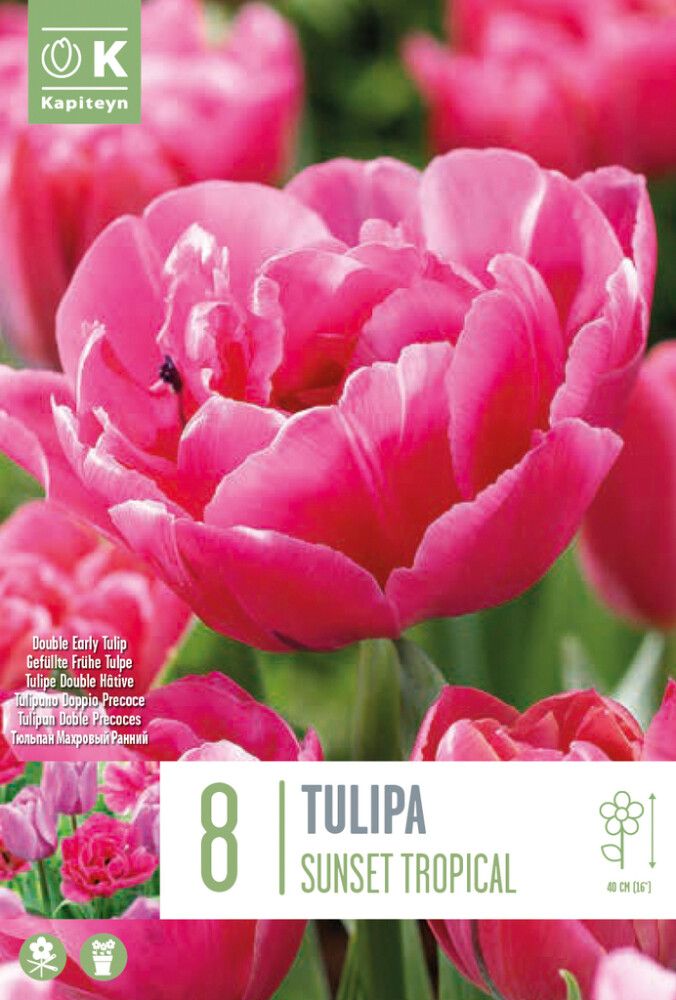Syyskukkasipuli Tulppaani Sunset Tropical 8 kpl