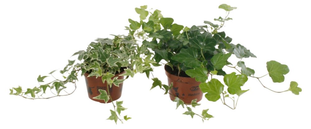 Muratti Hedera Mix P9