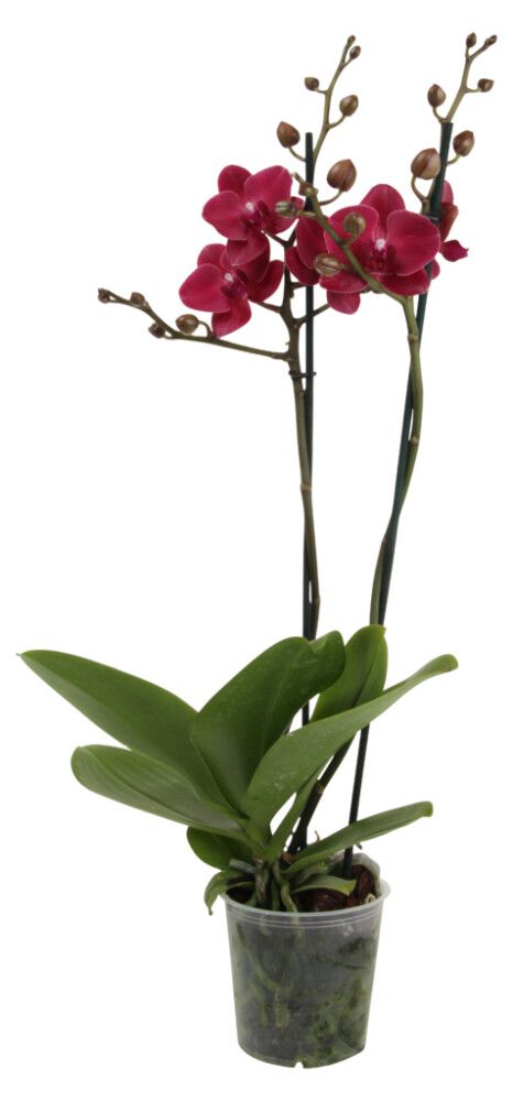 Perhoskämmekkä Phalaenopsis 2-vanainen P12
