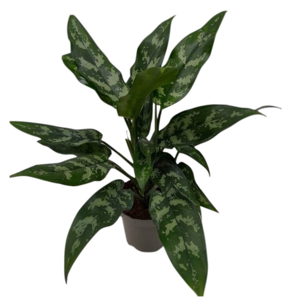 Laikkuvehka Aglaonema Commutatum Maria P13