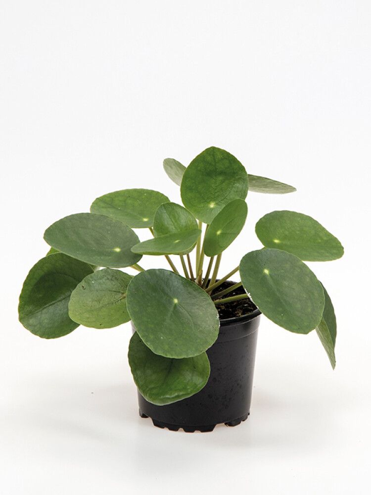 Kilpipilea Pilea peperomioides Ø 10,5 cm