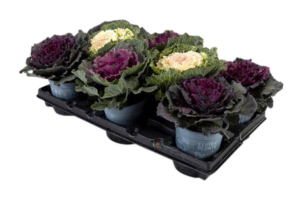 Koristekaali Brassica Oleracea P12