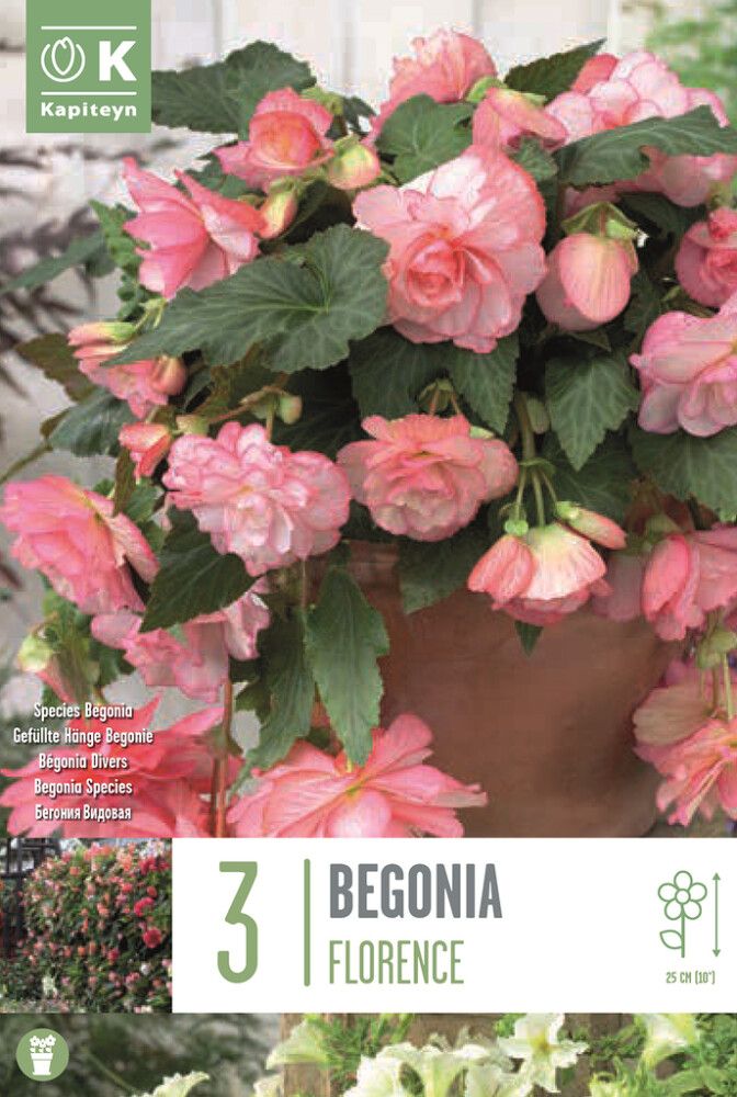 Kevätkukkasipuli Kapiteyn Begonia Florence 3 kpl