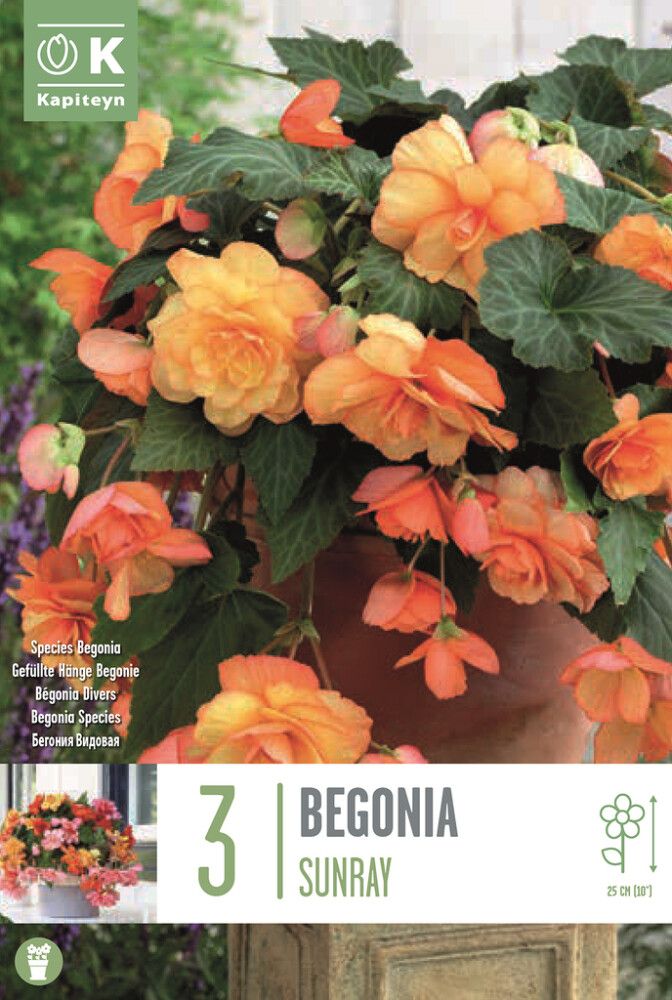 Kevätkukkasipuli Kapiteyn Begonia Sunray 3 kpl