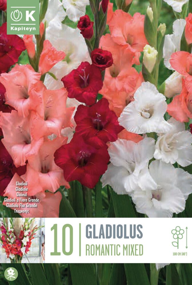 Kevätkukkasipuli Kapiteyn Miekkalilja Gladiolus Romantic Mix 10 kpl