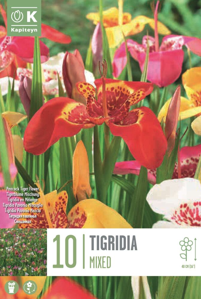 Kevätkukkasipuli Kapiteyn Tigridia Pavonia Mix 10 kpl