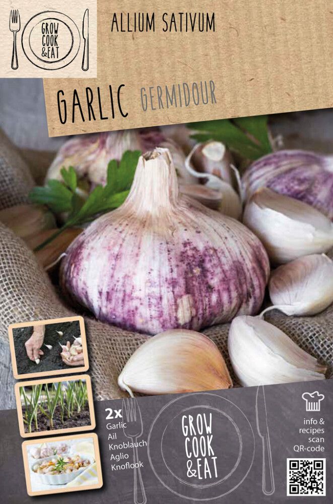 Valkosipuli Kapiteyn Germidour Pink 2 kpl