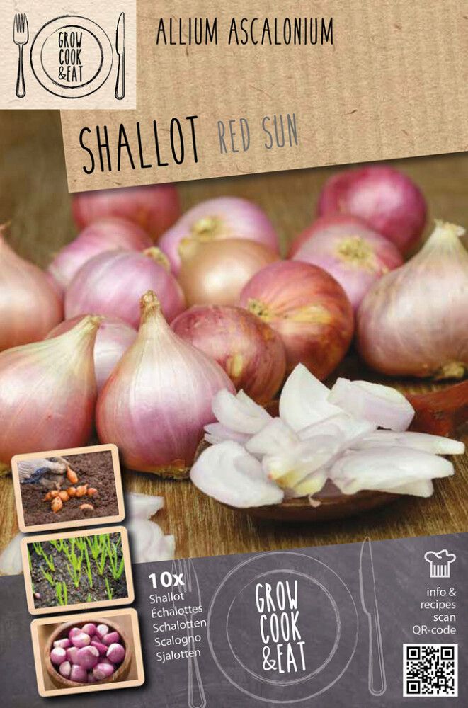 Salottisipuli Kapiteyn Red Sun 10 kpl