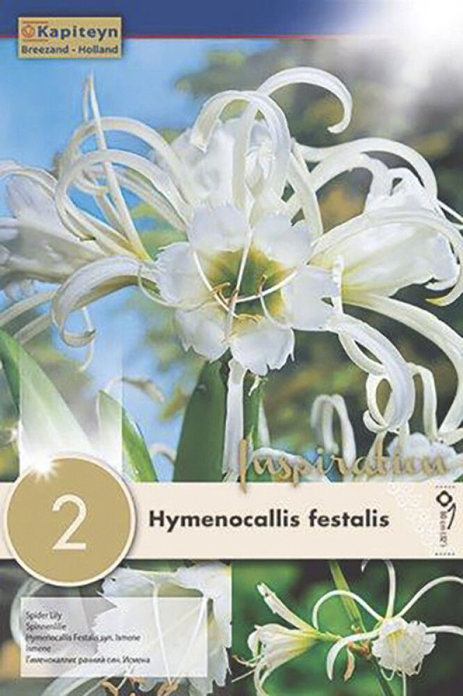 Kevätkukkasipuli Kapiteyn Lukinlilja Hymenocallis Festalis 2 kpl