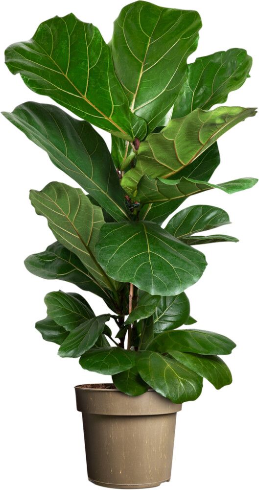 Lyyraviikuna Ficus Lyrata P24